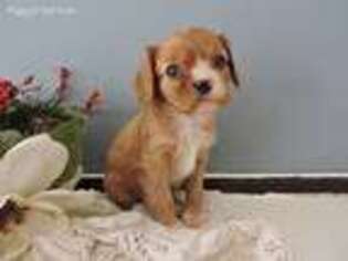 Cavalier King Charles Spaniel Puppy for sale in Seneca Falls, NY, USA