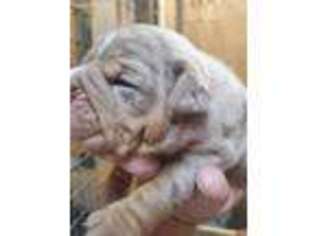 Olde English Bulldogge Puppy for sale in Portage, IN, USA