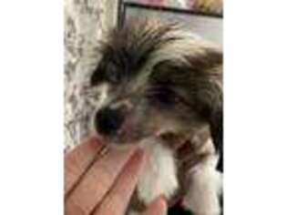Chinese Crested Puppy for sale in Silver Spring, MD, USA