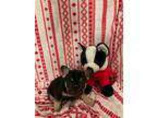French Bulldog Puppy for sale in Terre Haute, IN, USA