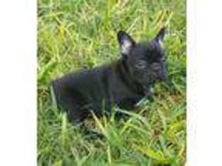 French Bulldog Puppy for sale in Brownsville, TX, USA