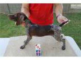 German Shorthaired Pointer Puppy for sale in Phoenix, AZ, USA