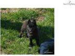 Medium Photo #1 Schipperke Puppy For Sale in Springfield, MO, USA
