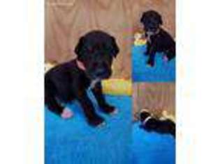 Great Dane Puppy for sale in Chiefland, FL, USA