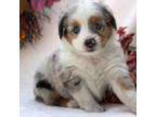 Miniature Australian Shepherd Puppy for sale in Belleview, FL, USA
