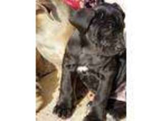 Cane Corso Puppy for sale in Abilene, KS, USA