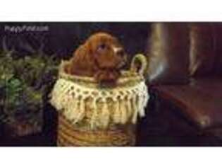Cavalier King Charles Spaniel Puppy for sale in Maysville, GA, USA