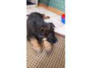 German Shepherd Dog Puppy for sale in Lawton, OK, USA