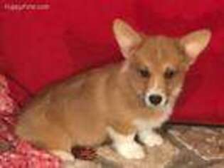 Pembroke Welsh Corgi Puppy for sale in Devine, TX, USA
