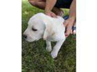 Labrador Retriever Puppy for sale in Stockbridge, MI, USA
