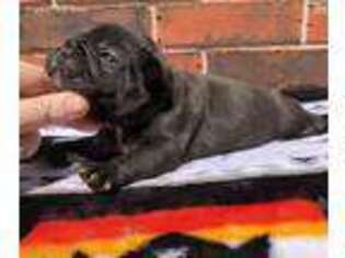 French Bulldog Puppy for sale in Comanche, OK, USA