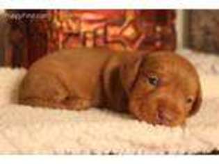 Dachshund Puppy for sale in El Campo, TX, USA