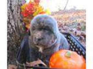 Newfoundland Puppy for sale in Clinton, AR, USA