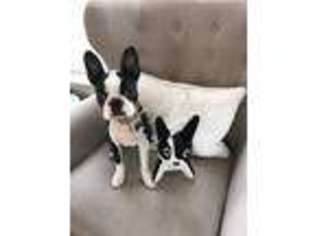 Boston Terrier Puppy for sale in Rochester, MN, USA