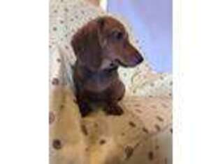 Dachshund Puppy for sale in Thorp, WI, USA