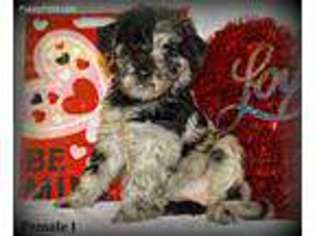 Mutt Puppy for sale in Reston, VA, USA