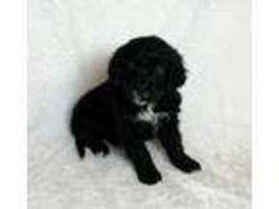 Mutt Puppy for sale in Meadville, PA, USA