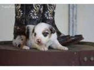 Australian Shepherd Puppy for sale in Statesville, NC, USA