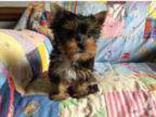 Yorkshire Terrier Puppy for sale in RALEIGH, NC, USA