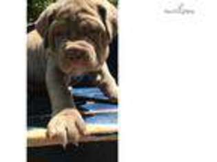 Neapolitan Mastiff Puppy for sale in Joplin, MO, USA