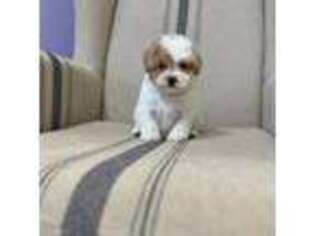Shih-Poo Puppy for sale in Shirley, NY, USA