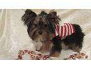 Yorkshire Terrier Puppy for sale in COLUMBIA, KY, USA