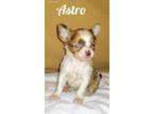 Chihuahua Puppy for sale in La Marque, TX, USA