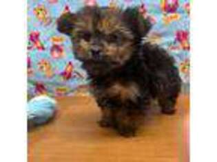 Yorkshire Terrier Puppy for sale in Waynesboro, GA, USA