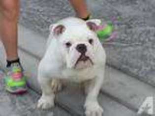 Bulldog Puppy for sale in CHINO HILLS, CA, USA