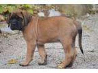 Mastiff Puppy for sale in Thornville, OH, USA