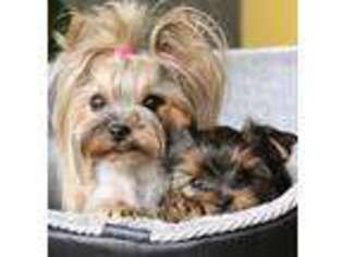 Yorkshire Terrier Puppy for sale in Newport Beach, CA, USA