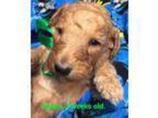 Mutt Puppy for sale in Munfordville, KY, USA