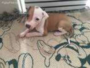 Italian Greyhound Puppy for sale in Harker Heights, TX, USA