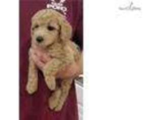 Goldendoodle Puppy for sale in Atlanta, GA, USA