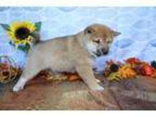 Shiba Inu Puppy for sale in Elkhart, IN, USA