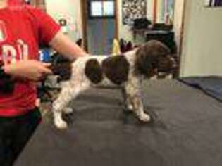 German Shorthaired Pointer Puppy for sale in Loveland, CO, USA