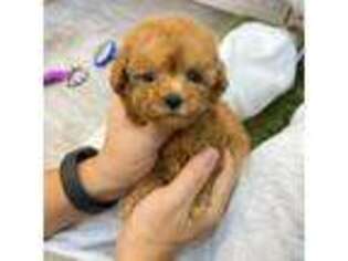 Mutt Puppy for sale in Wellesley, MA, USA