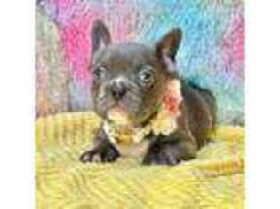 French Bulldog Puppy for sale in Beaumont, CA, USA