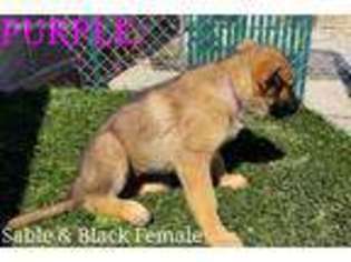 German Shepherd Dog Puppy for sale in Apple Valley, CA, USA