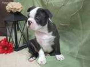 Boston Terrier Puppy for sale in Arbela, MO, USA