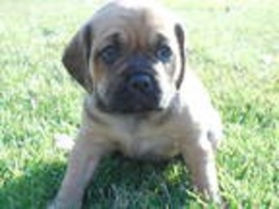 Puggle Puppy for sale in North Haledon, NJ, USA