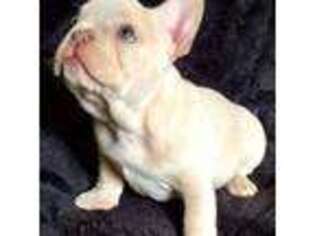 French Bulldog Puppy for sale in Anaconda, MT, USA