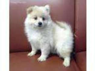 Pomeranian Puppy for sale in Saint Gabriel, LA, USA