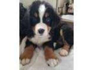 Bernese Mountain Dog Puppy for sale in Middletown, OH, USA