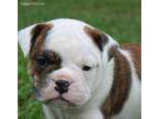 Valley Bulldog Puppy for sale in Garland, NC, USA