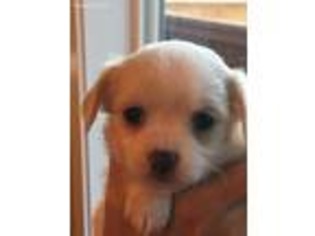 Chihuahua Puppy for sale in Grants Pass, OR, USA