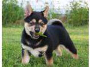 Shiba Inu Puppy for sale in Montevideo, MN, USA