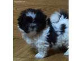 Maltese Puppy for sale in Sherwood, MI, USA