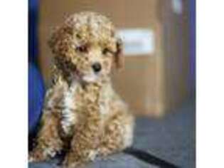 Mutt Puppy for sale in Lexington, SC, USA
