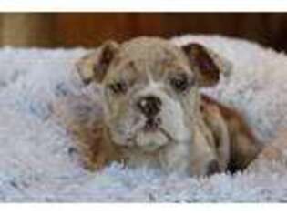 Olde English Bulldogge Puppy for sale in Eagle Point, OR, USA